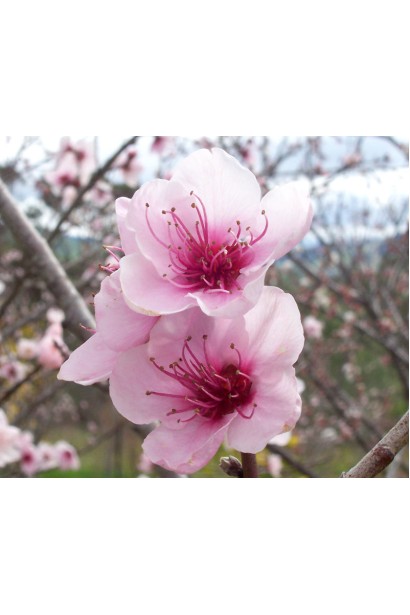 Персик інжирний ‘Нікітський’